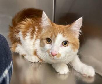 Rescue Domestic Long Hair Cats for Adoption in Houghton Lake, Michigan - Sundance | PetCurious