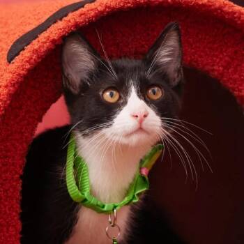 Domestic Short Hair Cats Available for Adoption in Morgan Hill, California - Armani | PetCurious