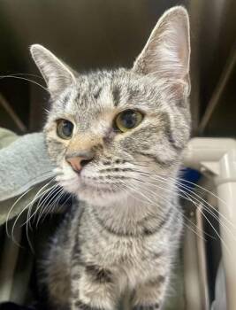 Domestic Short Hair Cats Available for Adoption in Westland, Michigan - Kitty Forman | PetCurious