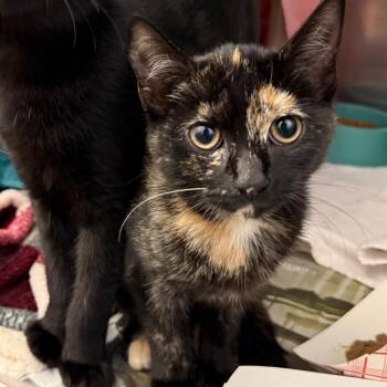 Morca -  Domestic Short Hair Cat for Adoption in Pittsburgh, Pennsylvania - Morca | PetCurious