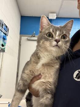 Rescue Domestic Short Hair Cats for Adoption in St. Peters, Missouri - HARRY | PetCurious