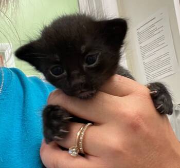 Rescue Domestic Short Hair Cats for Adoption in Neosho, Missouri - Yellow | PetCurious