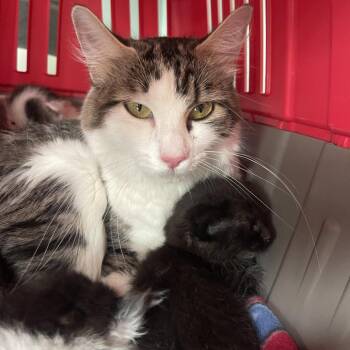 Zuzu -  Domestic Medium Hair Cat for Adoption in Lenexa, Kansas - Zuzu | PetCurious