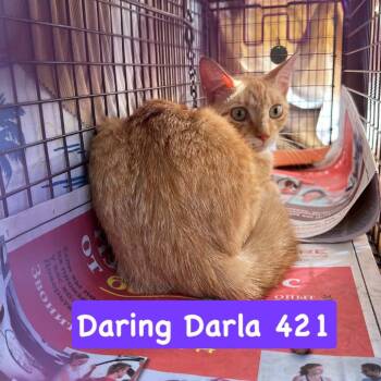 Daring Darla -  Domestic Short Hair Cat for Adoption in Philadelphia, Pennsylvania - Daring Darla | PetCurious