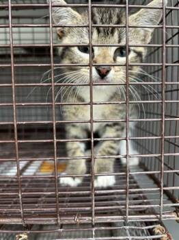 Domestic Short Hair Cats Available for Adoption in Houston, Texas - A655811 | PetCurious