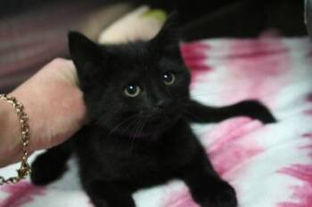 Sassy -  Domestic Short Hair Cat for Adoption in Brunswick, Georgia - Sassy | PetCurious