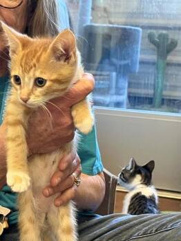 Peter -  Domestic Short Hair Cat for Adoption in Salinas, California - Peter | PetCurious