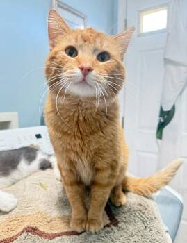 Domestic Short Hair Cats Available for Adoption in Elwood, Illinois - Big Cheese | PetCurious