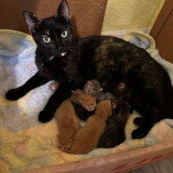 VITORIA -  Domestic Short Hair Cat Available for Adoption in Fort Lauderdale, Florida - VITORIA | PetCurious