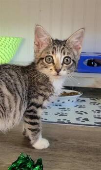 Nala -  Domestic Short Hair Cat for Adoption in Fayetteville, Arkansas - Nala | PetCurious