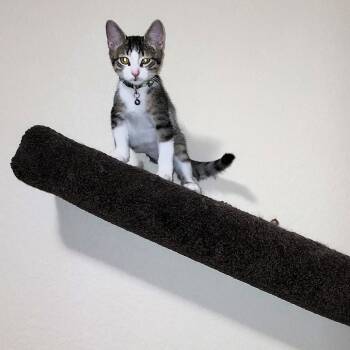 Rescue Domestic Short Hair Cats for Adoption in San Antonio, Texas - Draymond | PetCurious