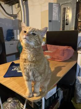 Domestic Medium Hair and Tabby Cats Available for Adoption - Harmony | PetCurious