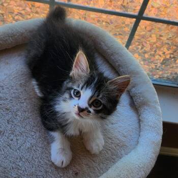 Domestic Long Hair Cats Available for Adoption - Sumo (long-haired- Pre-adoption ONLY) | PetCurious