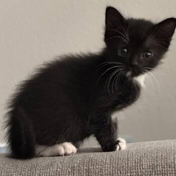 Bandit -  Domestic Short Hair Cat for Adoption in Liverpool, Texas - Bandit | PetCurious