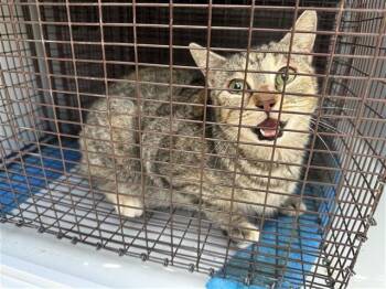 Domestic Short Hair Cats Available for Adoption - JESSA | PetCurious