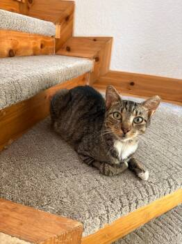 Sir Winston -  Siamese Cat for Adoption in New Braunfels, Texas - Sir Winston | PetCurious