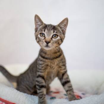 Rescue Domestic Short Hair Cats for Adoption in Kailua-kona, Hawaii - Scully | PetCurious