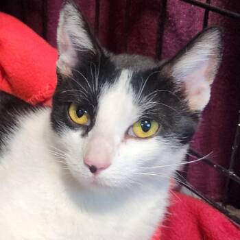 Dinah Sherise -  Domestic Short Hair Cat for Adoption in Layton, Utah - Dinah Sherise | PetCurious