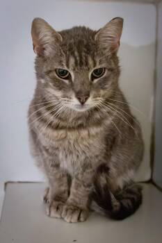 Tabby Cats Available for Adoption - Fleur (FCID# 02/05/2026 - 46 Trainer) | PetCurious