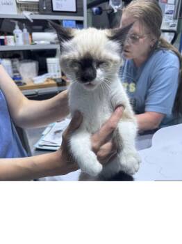 Marin -  Domestic Medium Hair and Snowshoe Cat for Adoption in Colorado Springs, Colorado - Marin | PetCurious