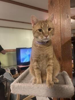 Rescue Domestic Short Hair Cats for Adoption in Rice Lake, Wisconsin - Frank | PetCurious