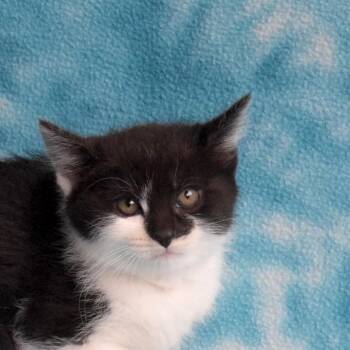 Venus 52601 -  Domestic Short Hair Cat for Adoption in Eureka, California - Venus 52601 | PetCurious