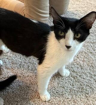 Orpington -  Domestic Short Hair Cat for Adoption in Bloomington, Indiana - Orpington | PetCurious