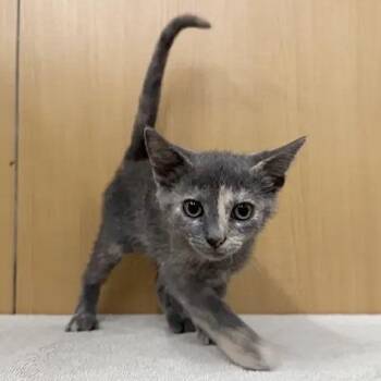 Banana Pancake -  Domestic Medium Hair Cat for Adoption in Brentwood, Missouri - Banana Pancake | PetCurious