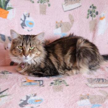 Persephone -  Domestic Long Hair Cat for Adoption in Morgan Hill, California - Persephone | PetCurious