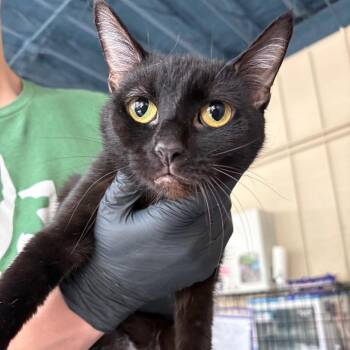 Toothless -  Domestic Short Hair Cat for Adoption in Huntington, West Virginia - Toothless | PetCurious