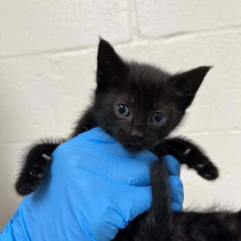Squirrel -  Domestic Short Hair Cat for Adoption in Lyndhurst, Virginia - Squirrel | PetCurious