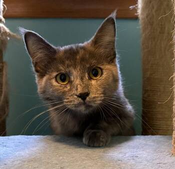 Domestic Medium Hair Cats Available for Adoption in Minneapolis, Minnesota - Katrina | PetCurious