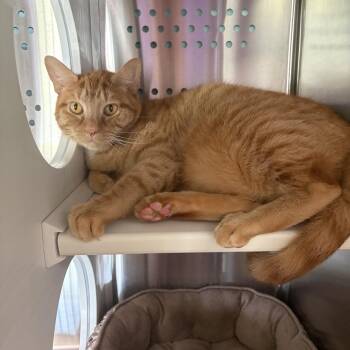 Linguine -  Domestic Short Hair Cat for Adoption in Seneca, Pennsylvania - Linguine | PetCurious