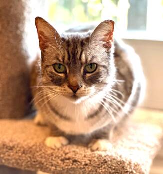 Tabby Cats Available for Adoption - Molly | PetCurious