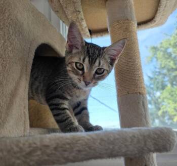 Beth -  Domestic Short Hair Cat for Adoption in Findlay, Ohio - Beth | PetCurious