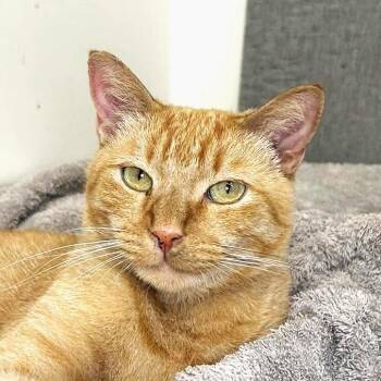 Rescue Domestic Short Hair Cats for Adoption in Mount Rainier, Maryland - Wilson | PetCurious