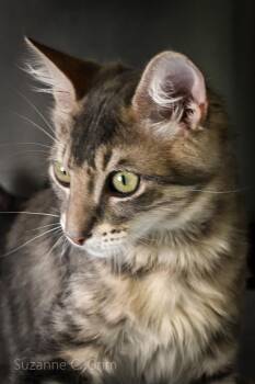 Jupiter -  Domestic Long Hair Cat for Adoption in Elmwood, Louisiana - Jupiter | PetCurious