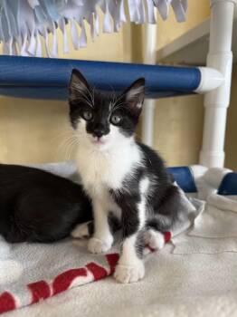 Hint Hint -  Domestic Short Hair Cat for Adoption in Berkeley, California - Hint Hint | PetCurious