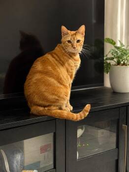 Rhaenyra -  Domestic Short Hair Cat for Adoption in Lucas, Texas - Rhaenyra | PetCurious