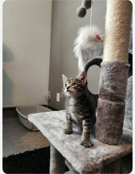 Wally -  Domestic Short Hair Cat for Adoption in Millcreek, Utah - Wally | PetCurious