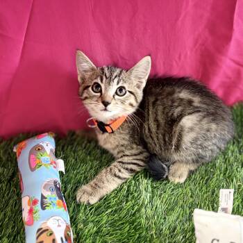Dilbert -  Domestic Short Hair Cat for Adoption in Bardstown, Kentucky - Dilbert | PetCurious