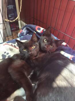 Rescue Domestic Short Hair Cats for Adoption in Fairfax, Virginia - Ben And Jerry | PetCurious