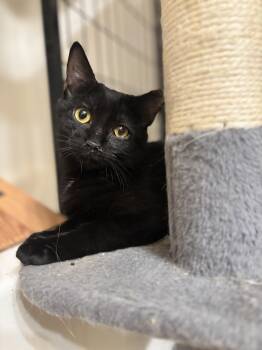 American Shorthair Cats Available for Adoption - Mistletoe | PetCurious