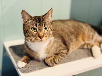Pumpernickel -  Domestic Short Hair Cat for Adoption in Lucedale, Mississippi - Pumpernickel | PetCurious