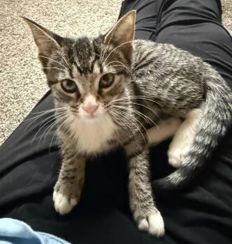 Domestic Short Hair Cats Available for Adoption in Mundelein, Illinois - Shale | PetCurious