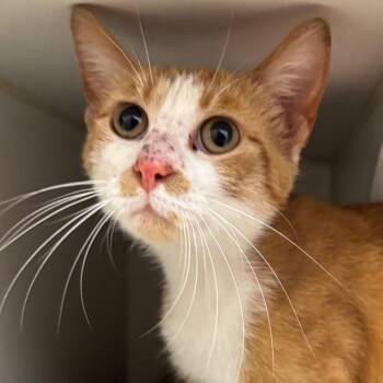 Starfish -  Domestic Short Hair Cat for Adoption in Naperville, Illinois - Starfish | PetCurious