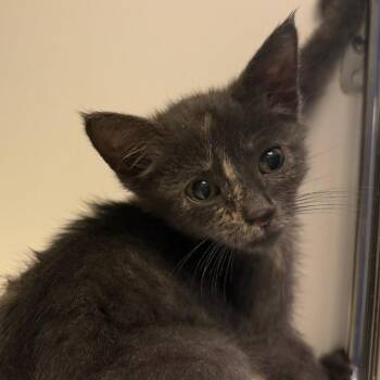 Priana -  Domestic Short Hair Cat for Adoption in Philadelphia, Pennsylvania - Priana | PetCurious