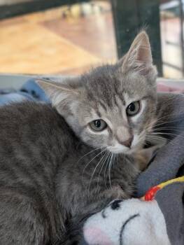 Domestic Short Hair Cats Available for Adoption in San Antonio, Texas - Delmar | PetCurious