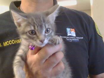 Domestic Short Hair Cats Available for Adoption in Sacramento, California - SHADOW | PetCurious