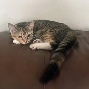 Little Girl (Community Assist) -  Domestic Short Hair Cat for Adoption in Marion, North Carolina - Little Girl (Community Assist) | PetCurious